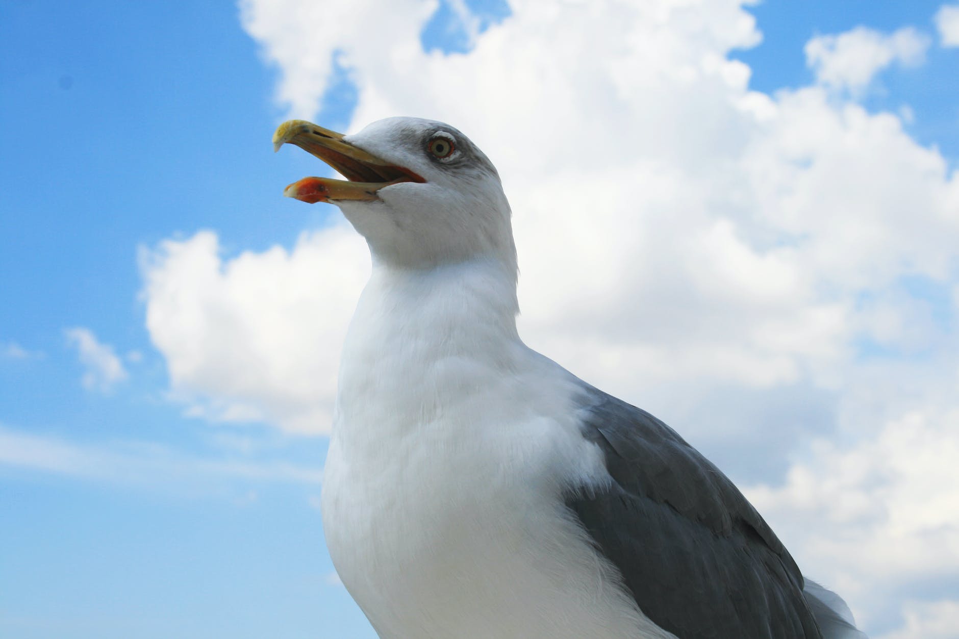 white and grey bird