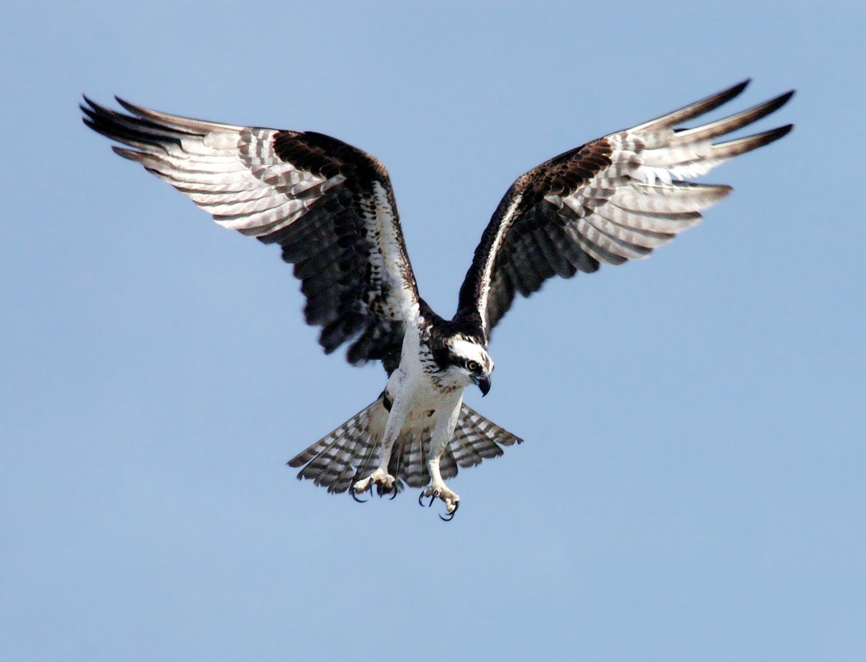 black and white eagle